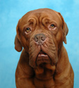 Animals Dog Mugshot