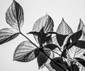Nature Black and White Leaves