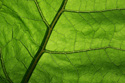 Nature Leaf