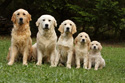 Animals Golden Dog Family
