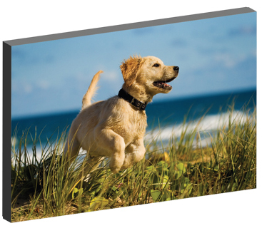 Dog Noise Image Panel Dog Noise Blog Image Panel