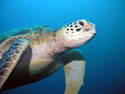 Animals Sea Turtle