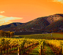 Serene Landscapes Wine Vines