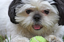 Animals Shih Tzu