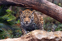 Animals Leopard