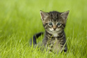 Animals Cat in Grass