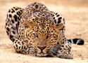 Animals Leopard Pounce