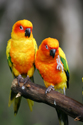 Animals Sun Conures