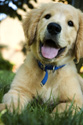 Animals Golden Puppy