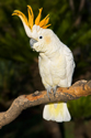 Animals Cockatoo