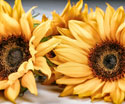 Floral Sunflowers Two