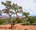 Desert Landscapes Sedona Three
