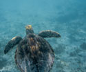 Animals Swimming Turtle