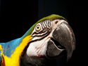 Animals Macaw