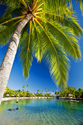 Tropical Landscapes Palm Tree