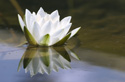 Floral Waterlily
